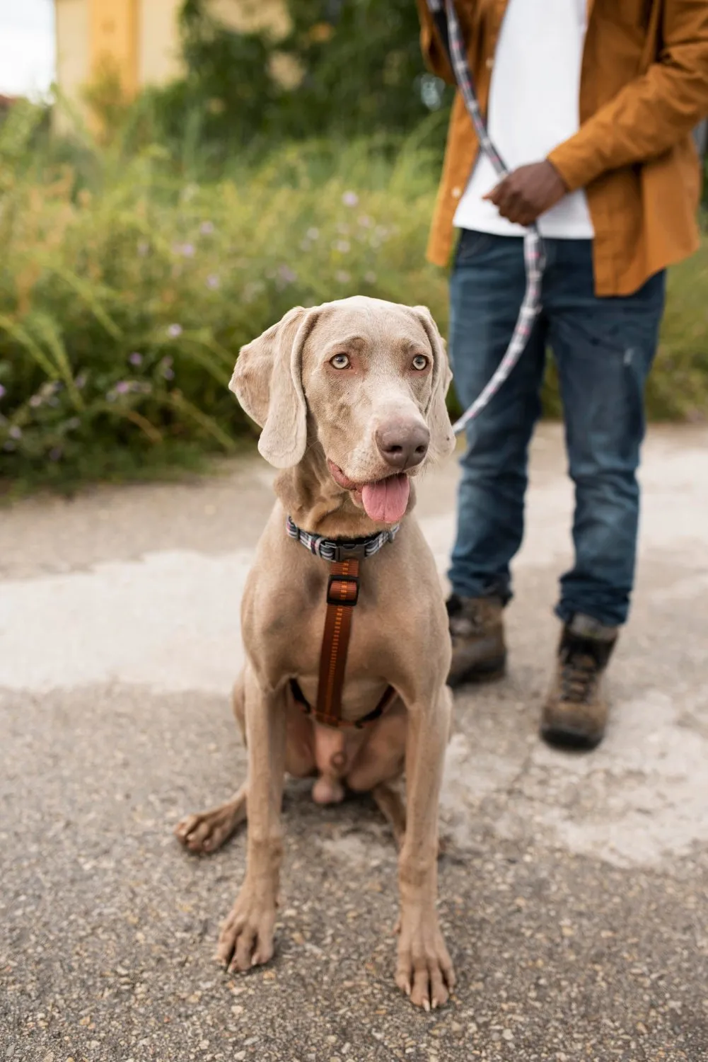 A Weimaraner on a leash beside its owner