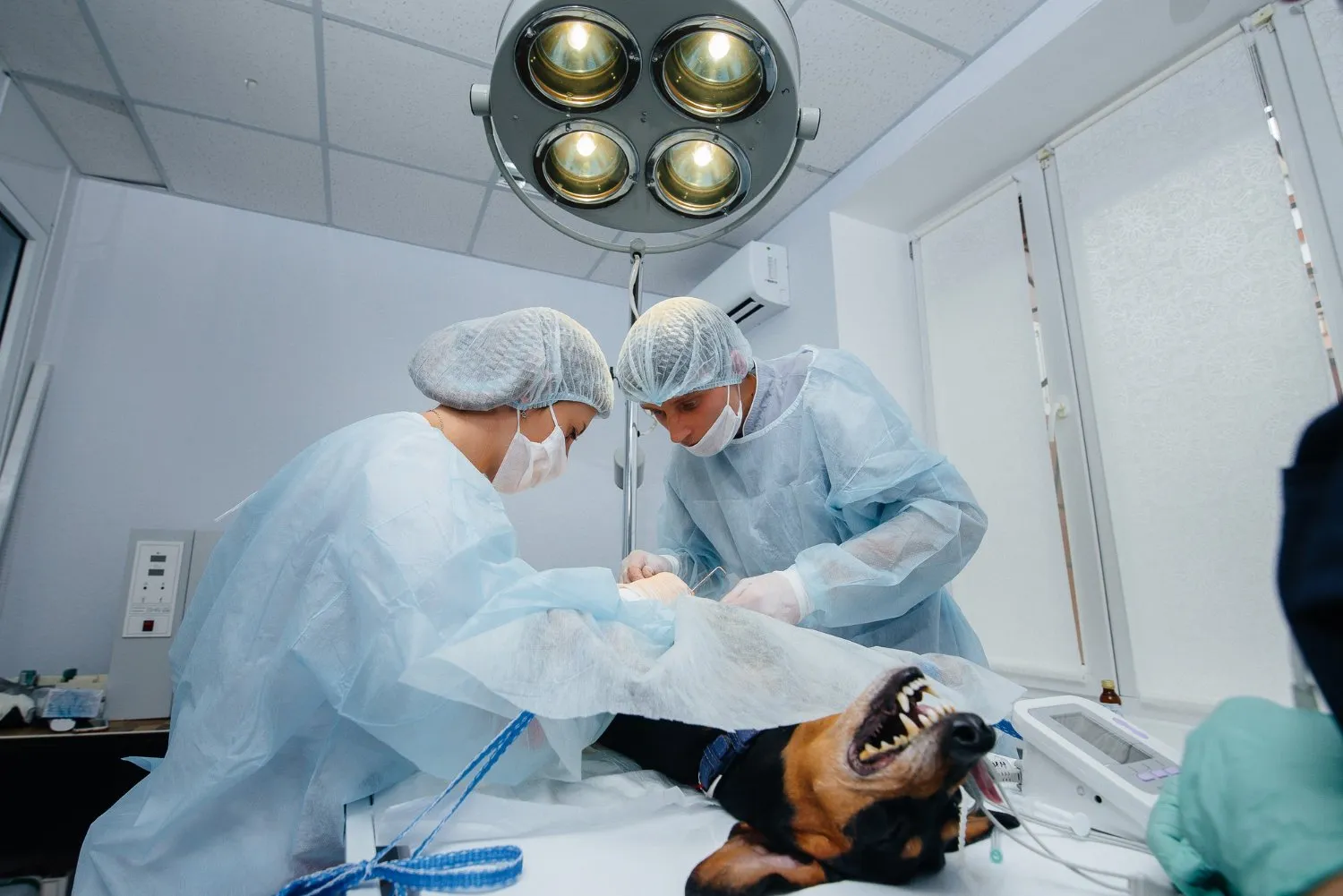 A surgical team operating on a dog under anesthesia