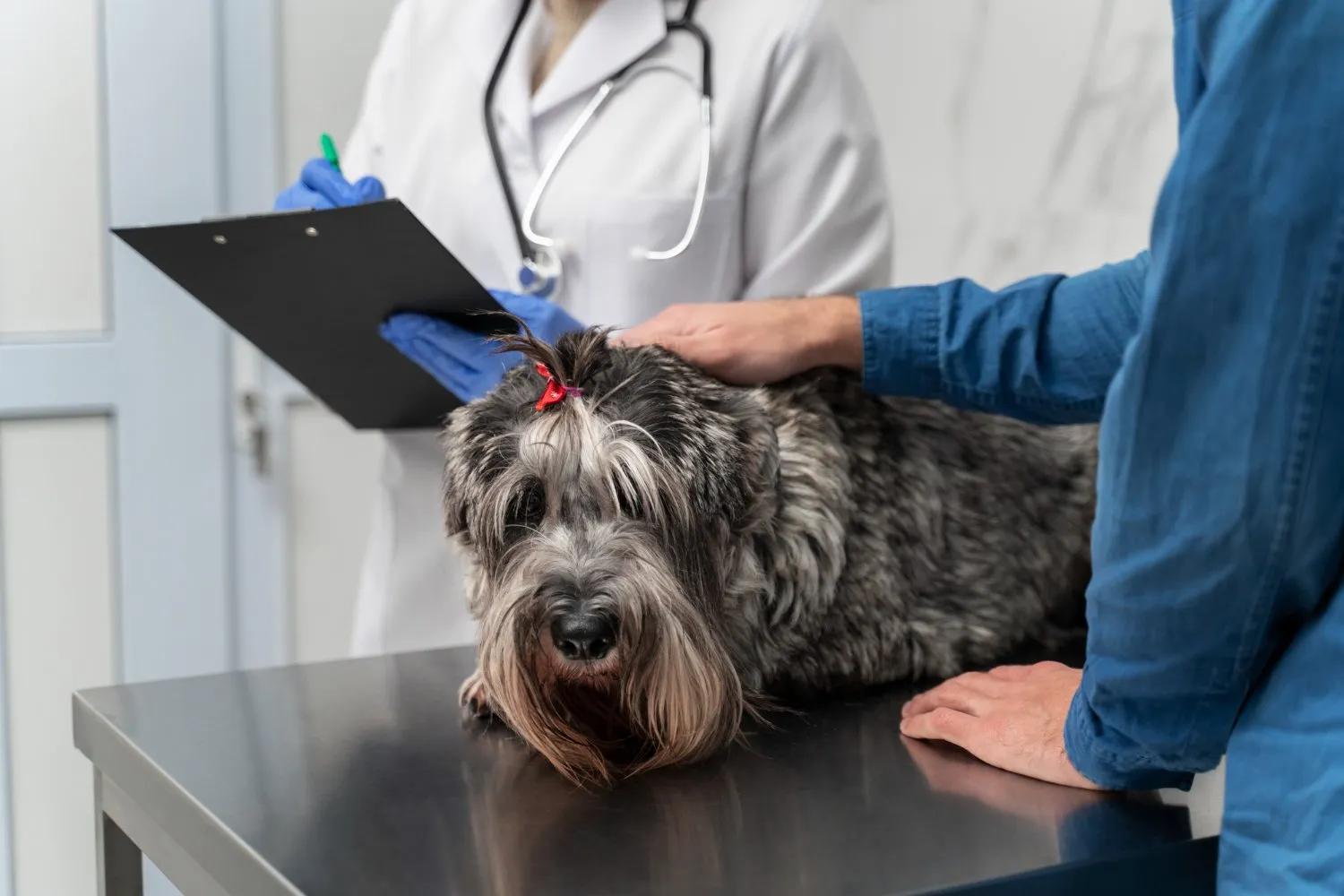 A shaggy grey dog on the exam table during a check-up