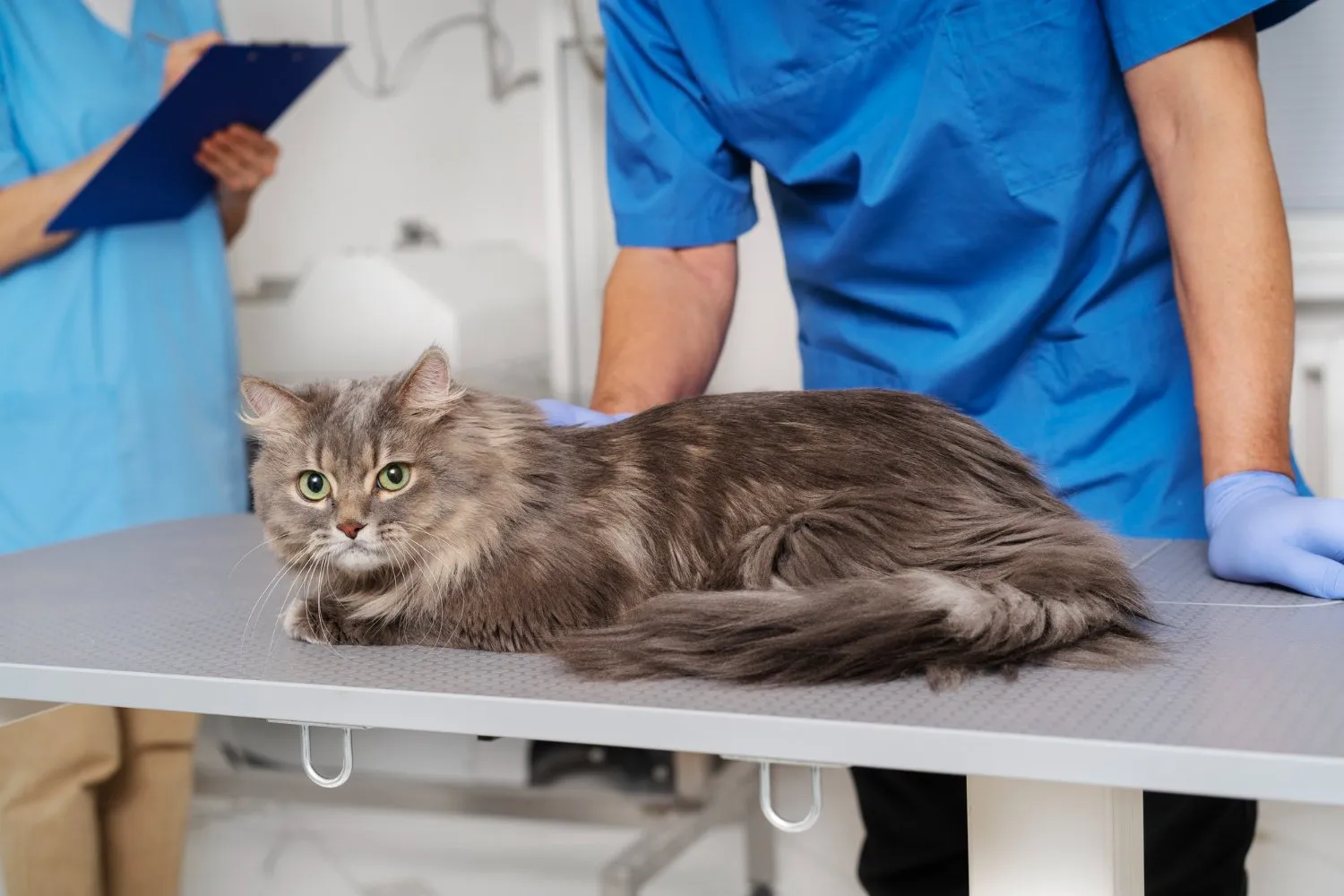 Physical Exams at Cobblestone Veterinary Hospital