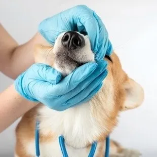 A dog having its teeth checked
