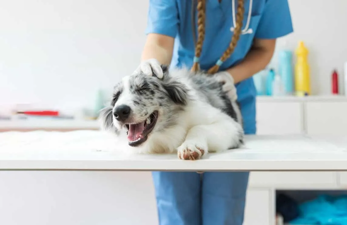A happy dog lying on the exam table