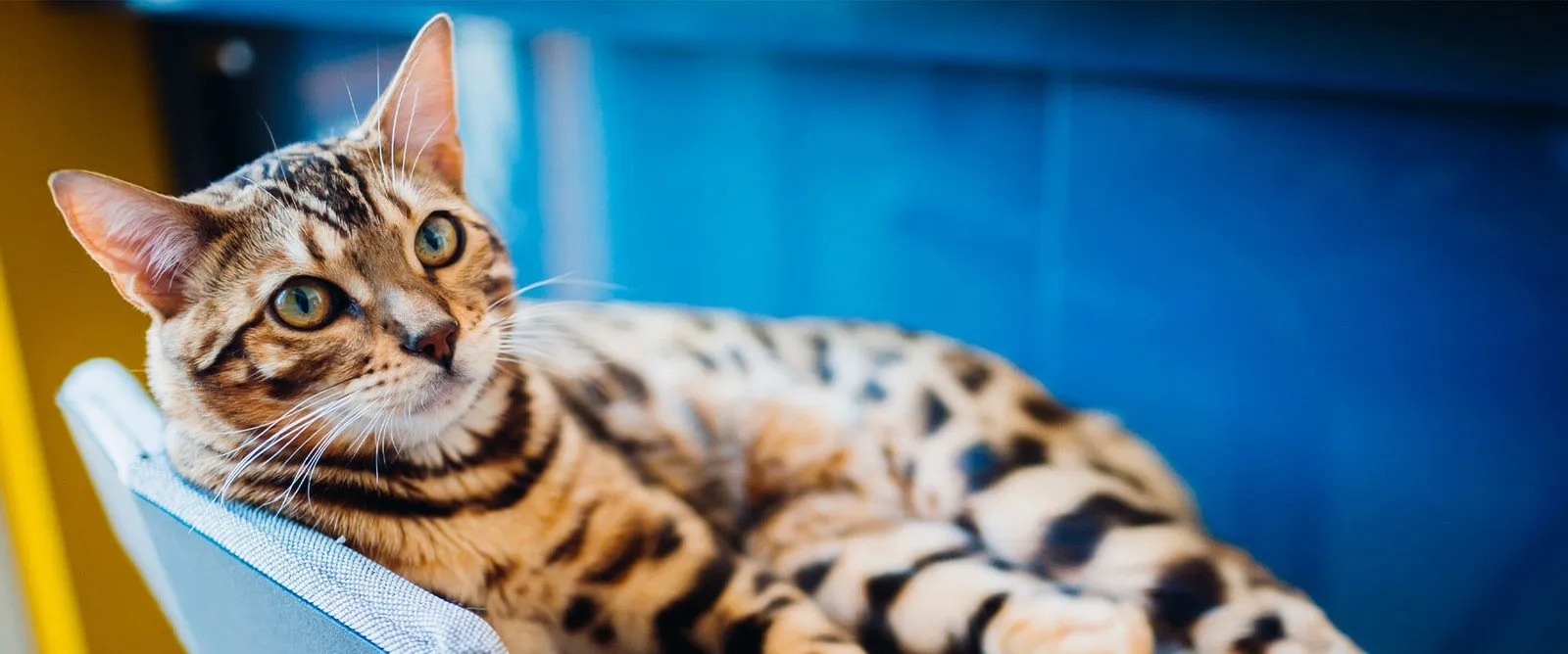 Dental Surgery at Cobblestone Veterinary Hospital