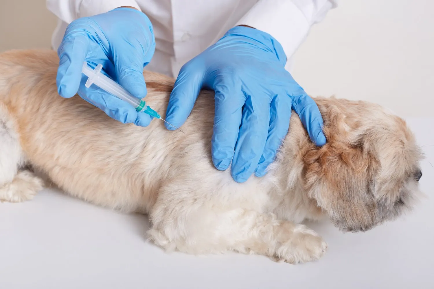 A veterinarian giving a small white dog an injection