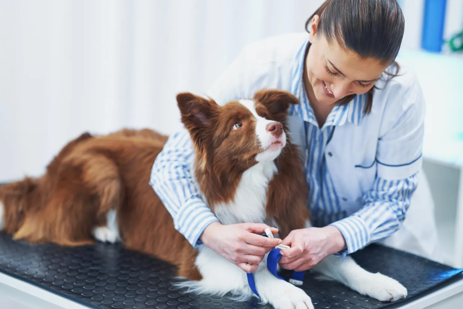 A veterinarian bandaging a border collie's leg