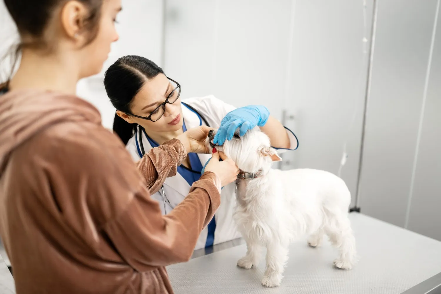 A veterinarian examining a small white dog while its owner watches