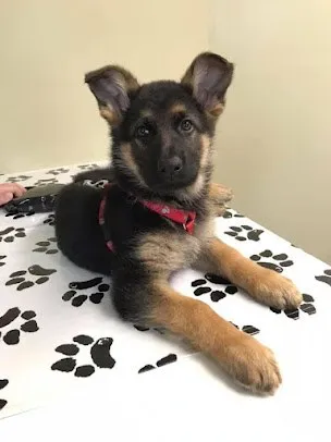 A German shepherd puppy on a paw-print blanket