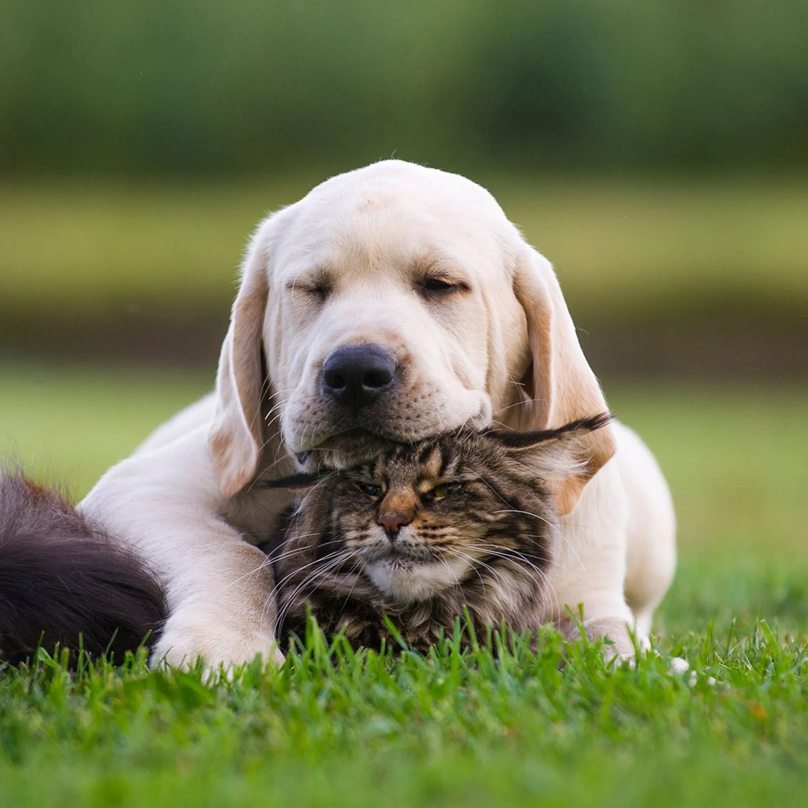 A Labrador puppy resting its head on a tabby kitten in the grass
