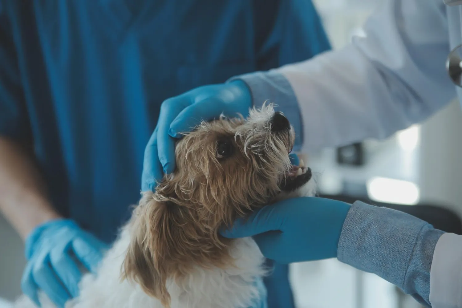 A veterinarian examining a small dog's ear