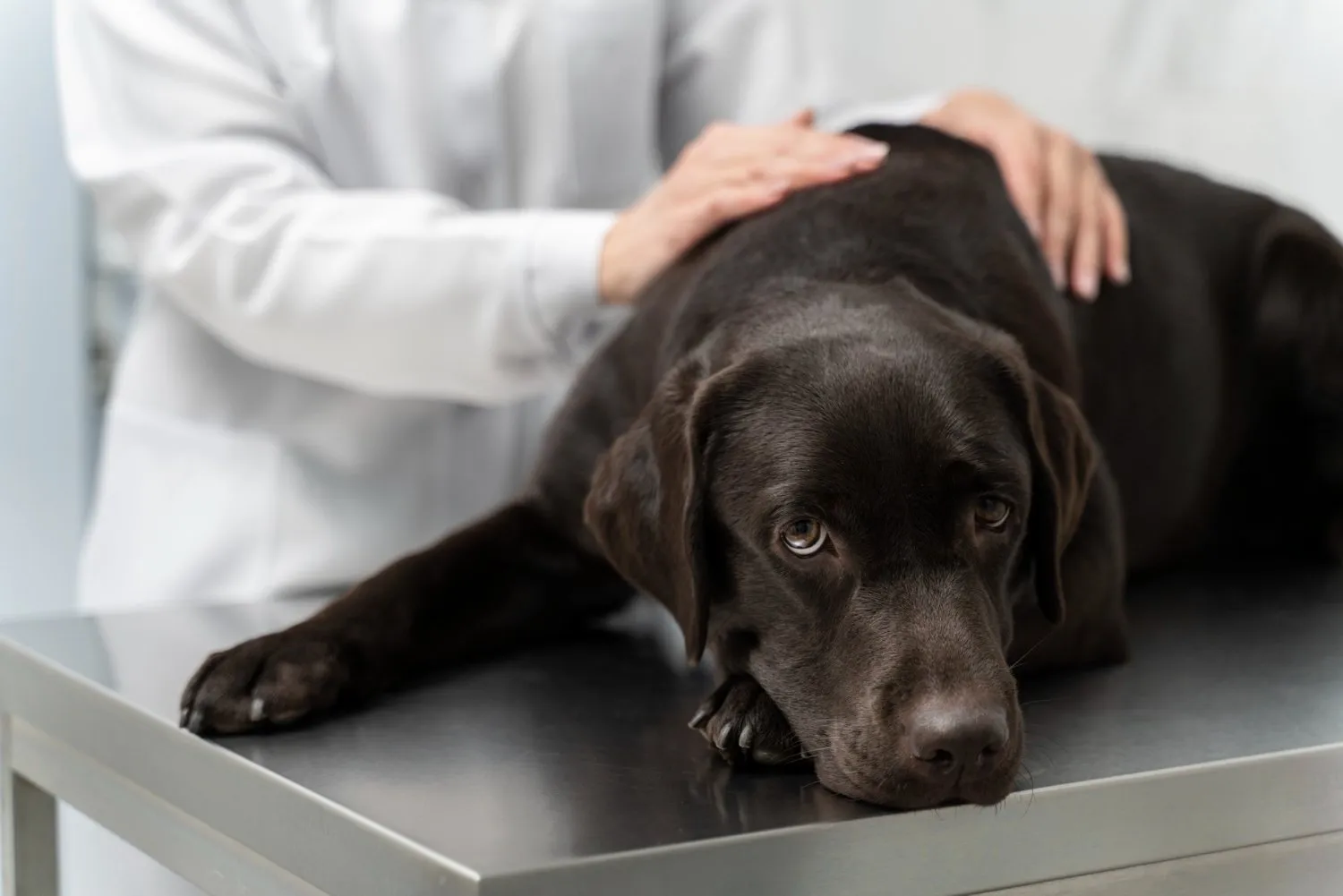 Internal Surgery at Cobblestone Veterinary Hospital