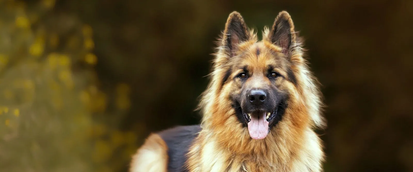 A German shepherd outdoors with its mouth open in a smile