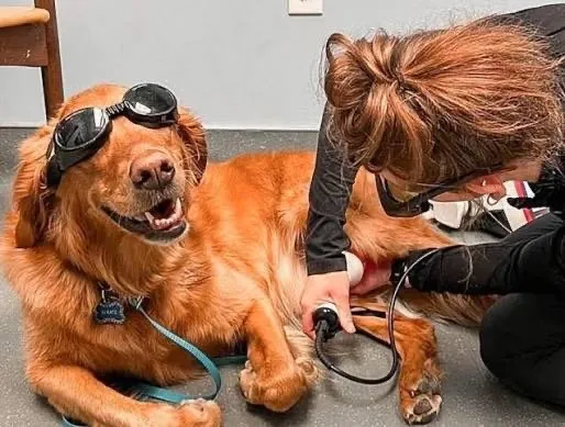 A golden retriever wearing protective goggles for laser therapy