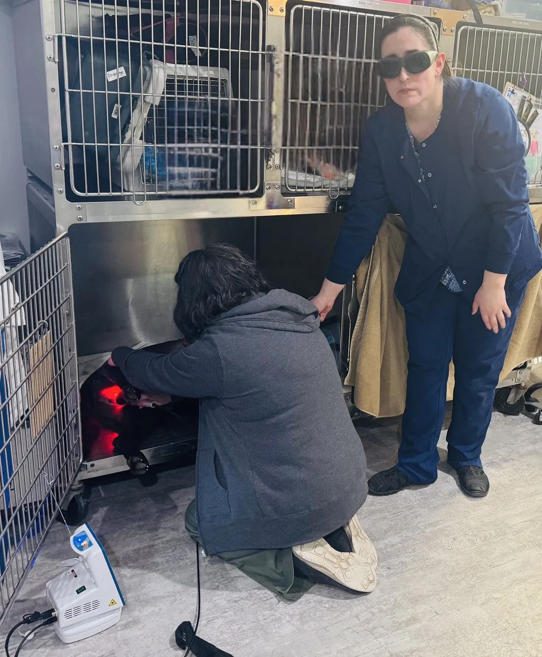 Our team giving a dog laser therapy