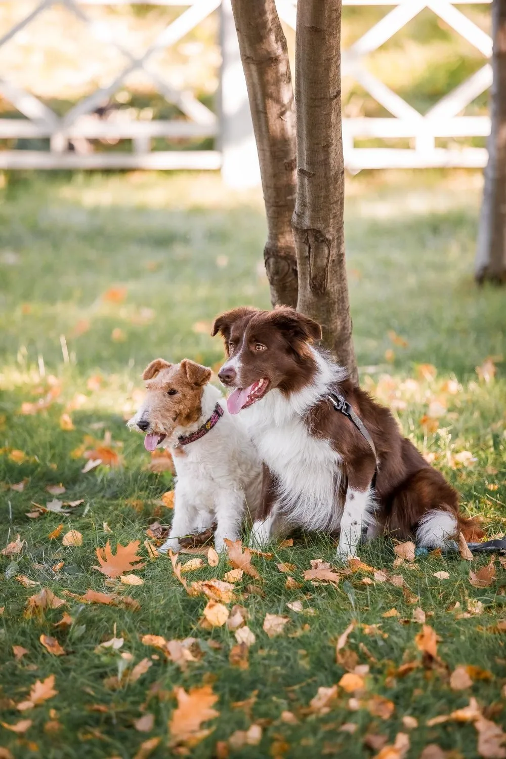 Two small dogs sitting together in autumn leaves
