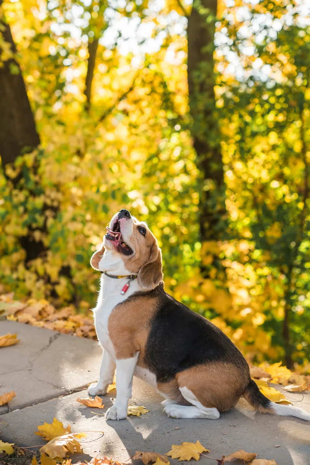 A beagle sitting in fallen autumn leaves