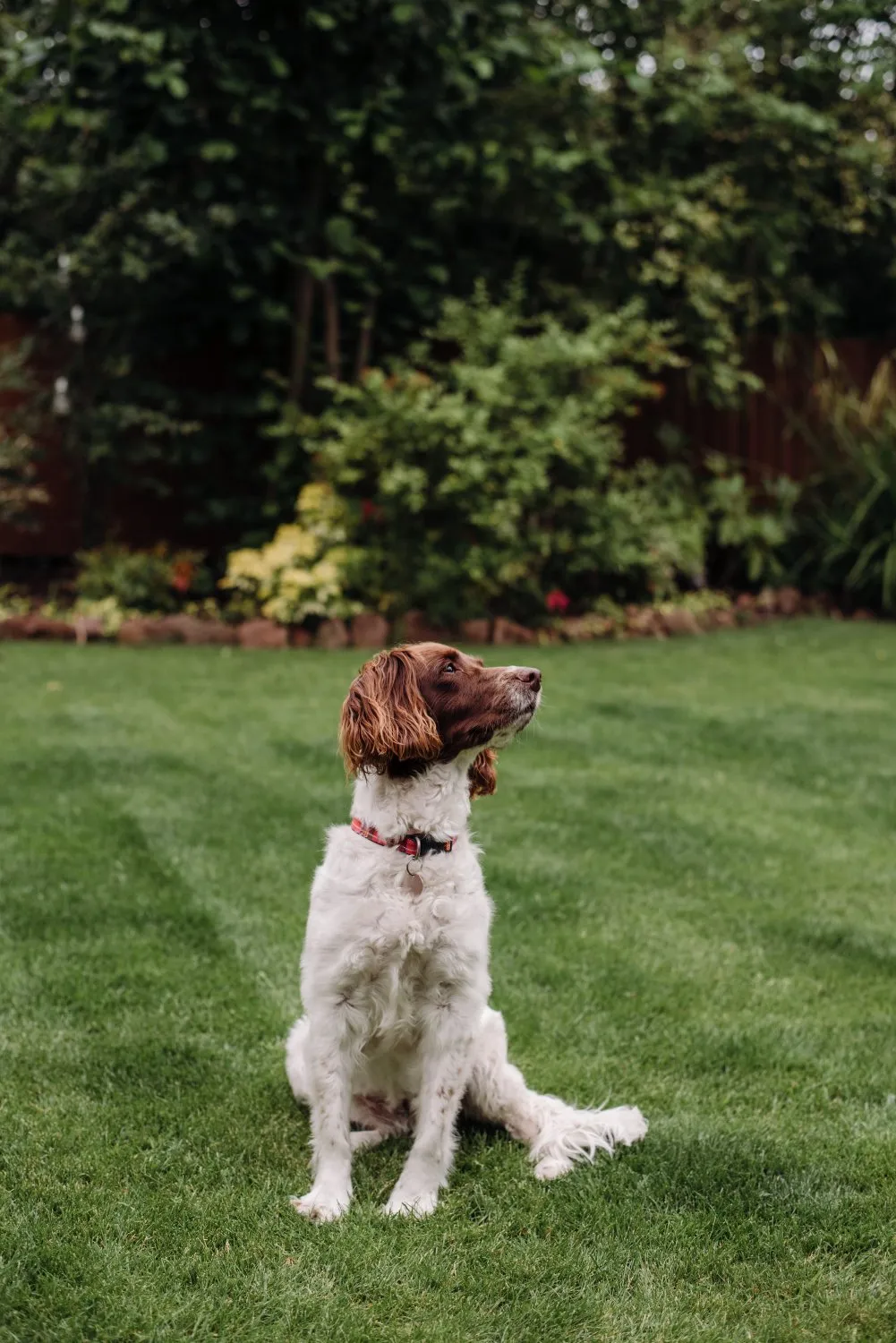 A small spaniel standing on a lawn