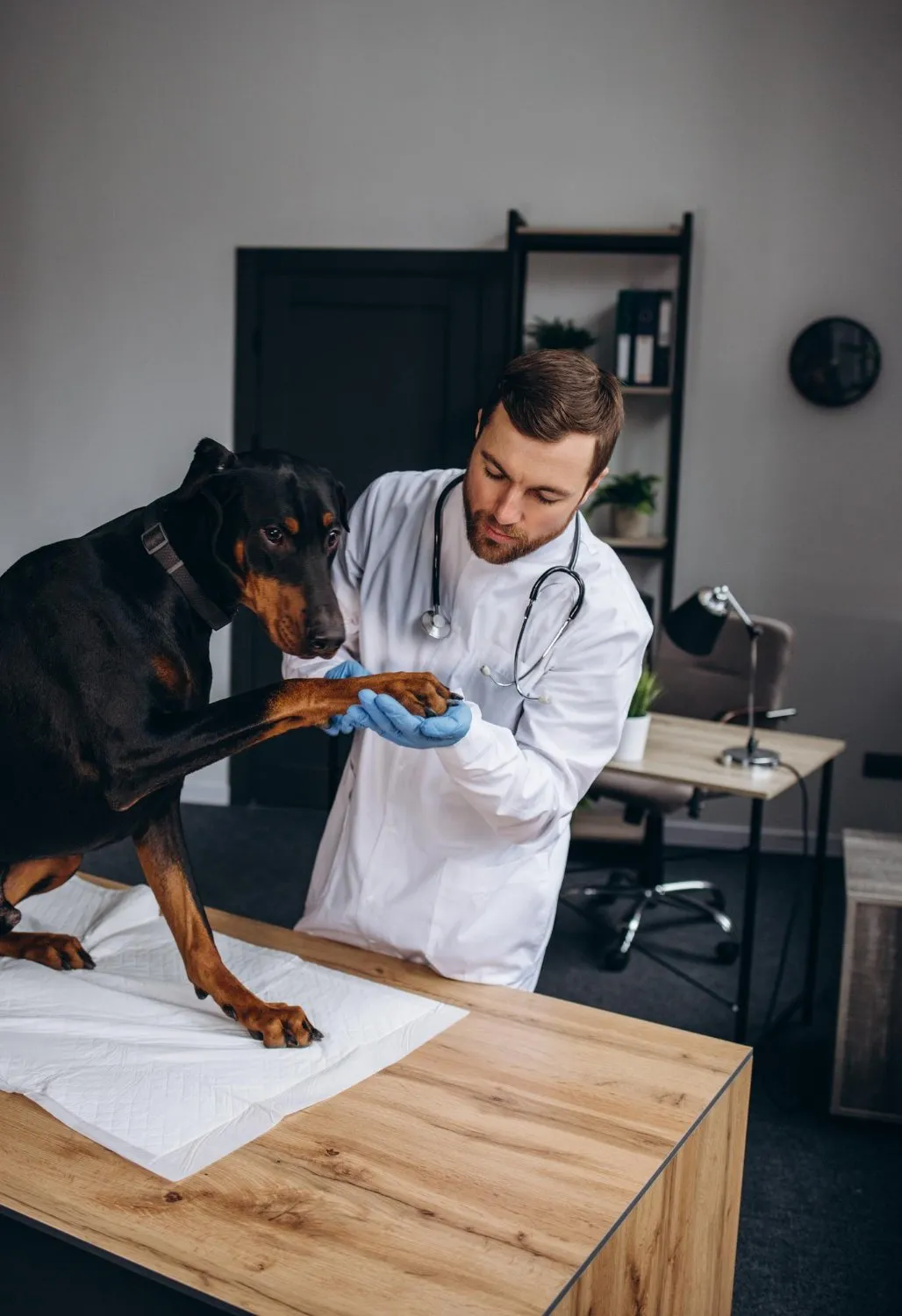 Allergy Care at Cobblestone Veterinary Hospital
