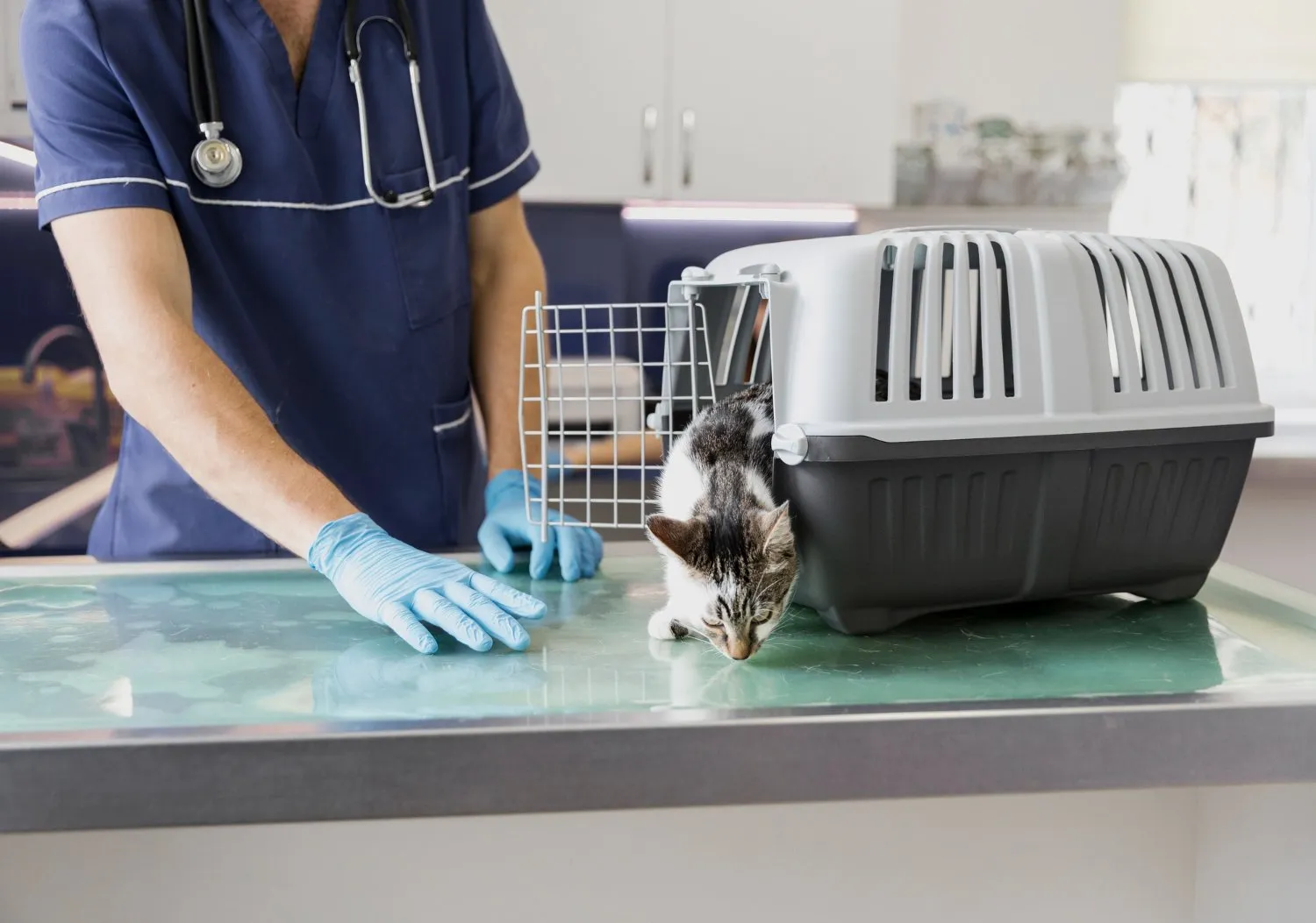 Amputation at Cobblestone Veterinary Hospital