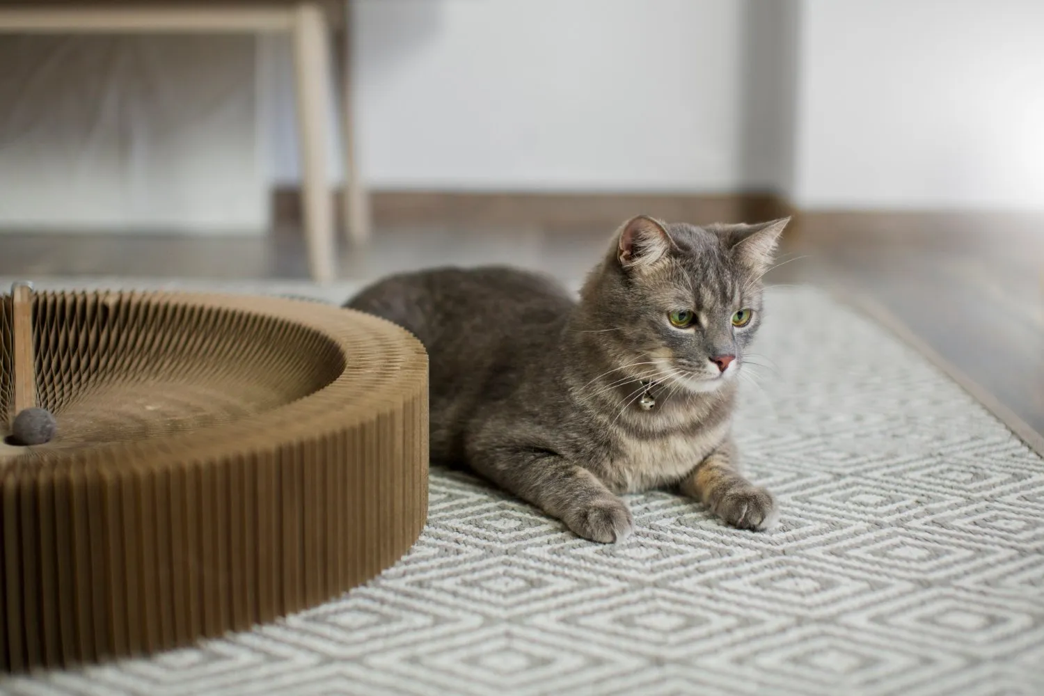 In Home Euthanasia at Cobblestone Veterinary Hospital