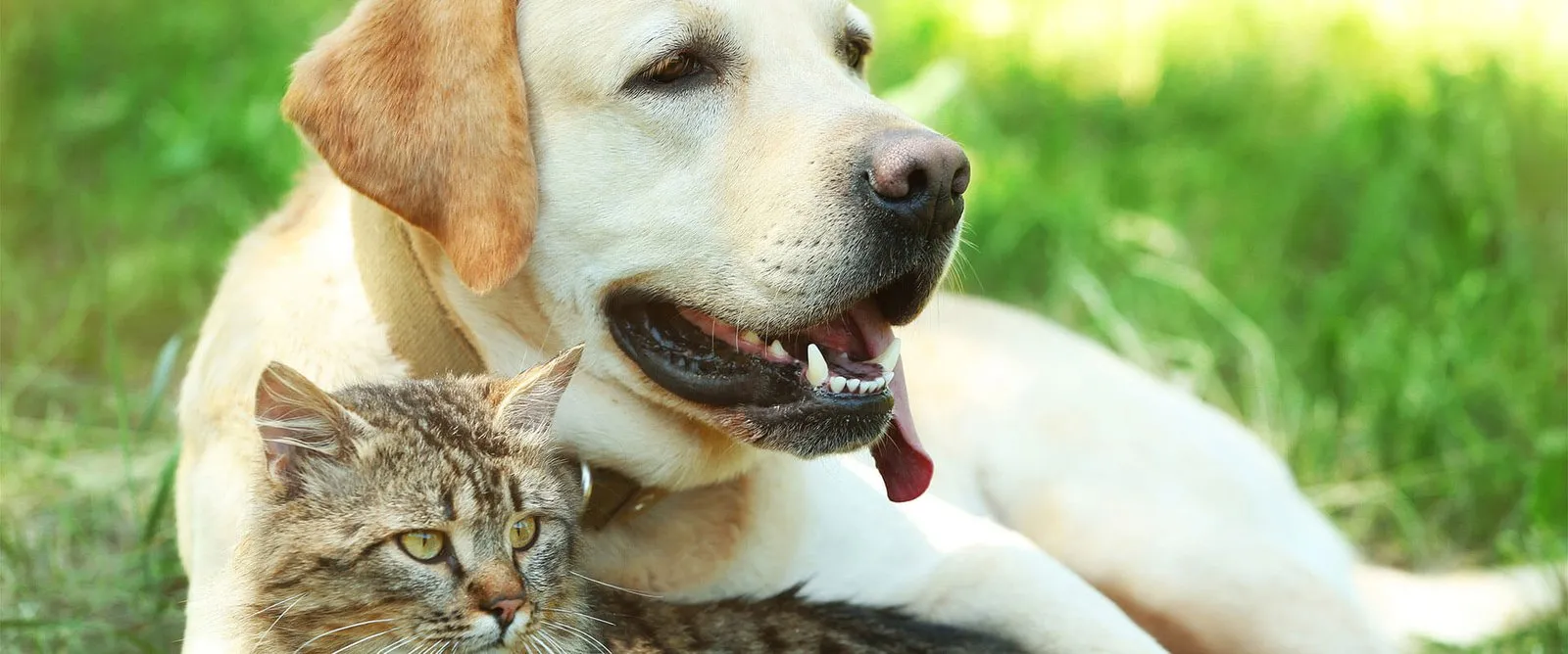 A yellow Labrador and a tabby cat resting together in the grass