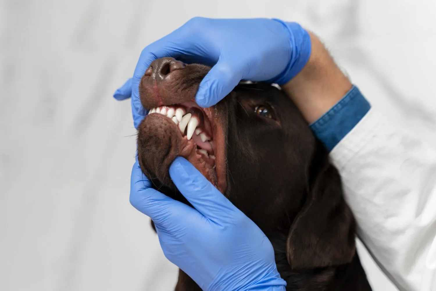 A veterinarian examining a dog's teeth