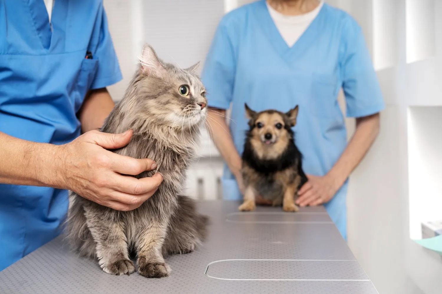 A vet team with a cat and a small dog on the exam table