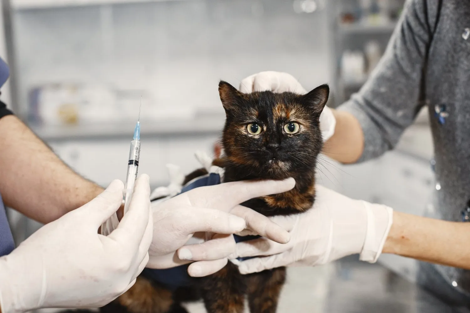 A tortoiseshell cat receiving a vaccination