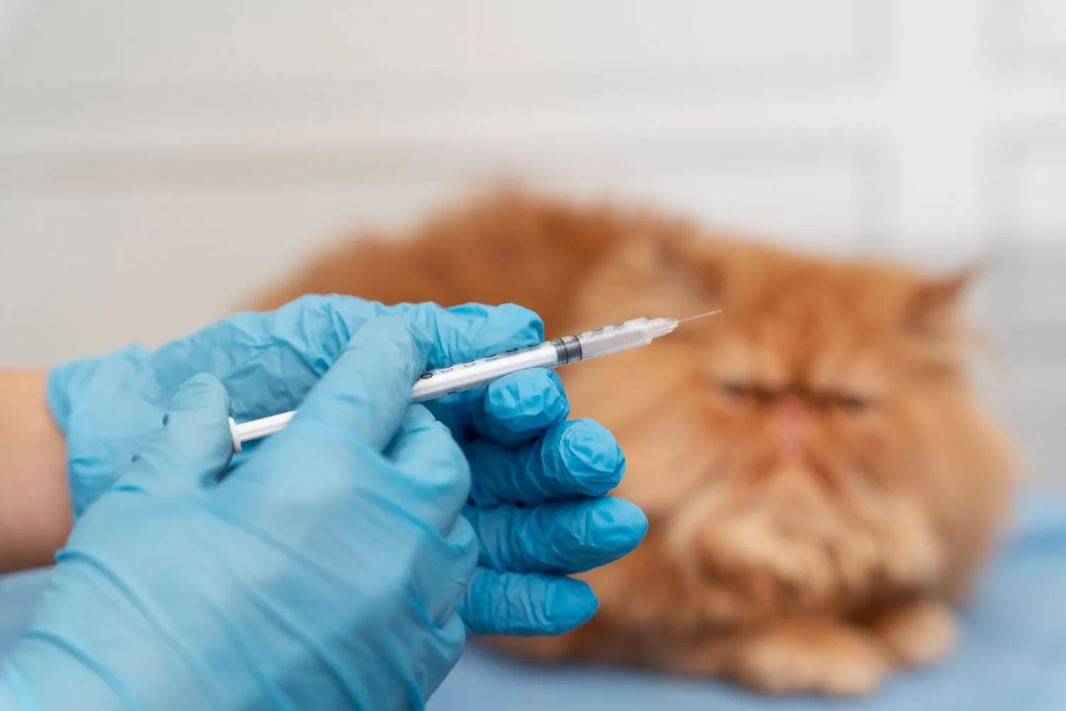 A Persian cat receiving an injection