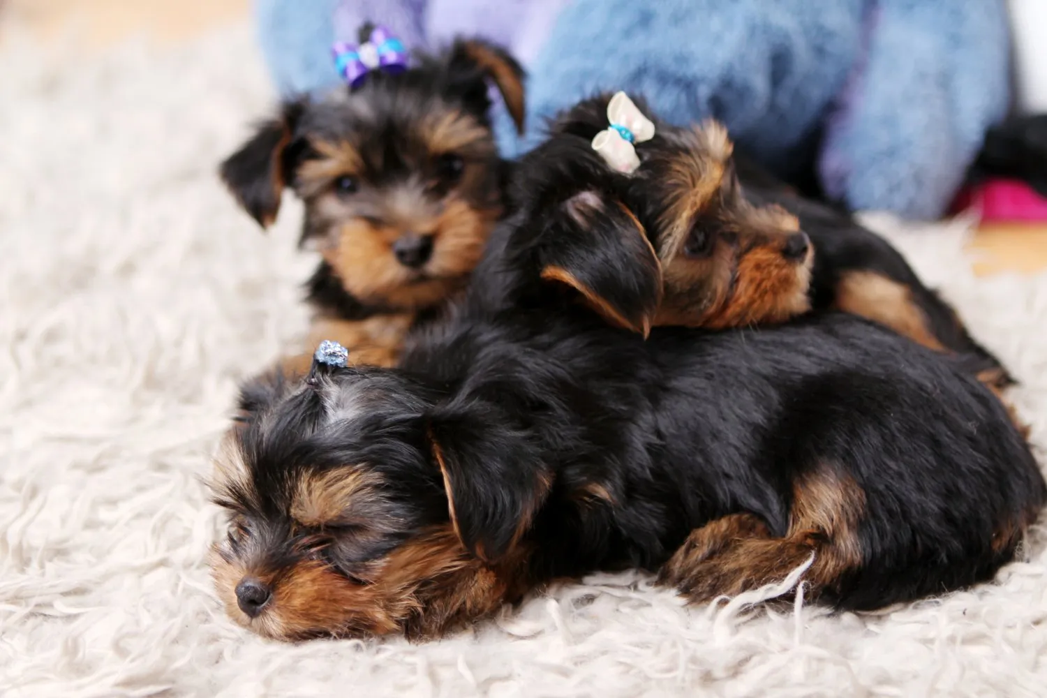 Yorkshire terrier puppies sleeping in a pile