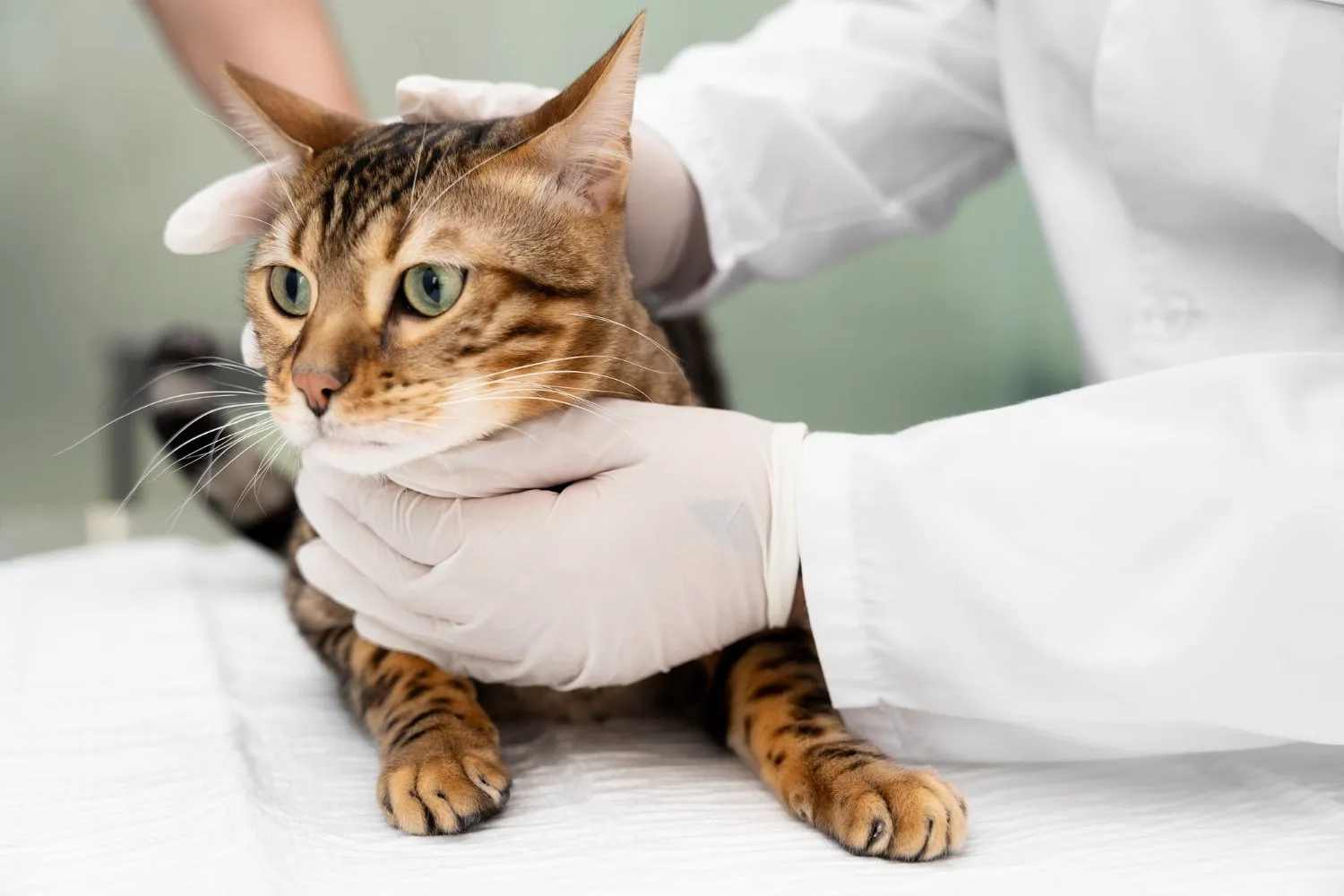 Comprehensive Exam at Cobblestone Veterinary Hospital