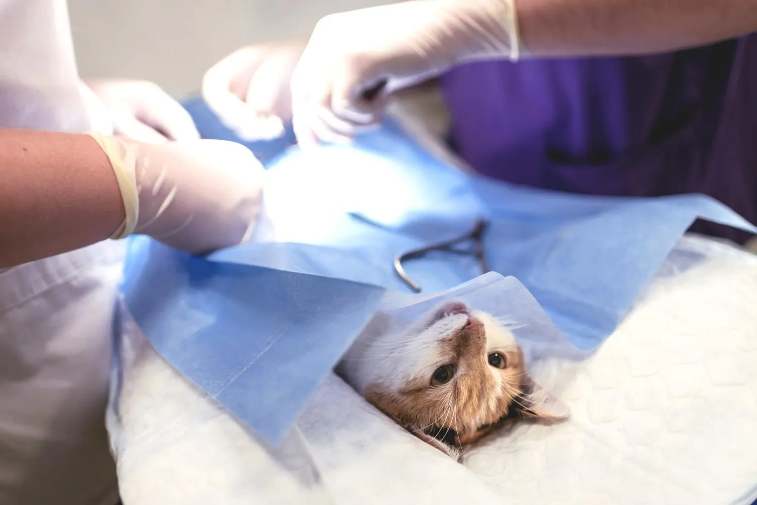 A cat under anesthesia on the surgery table