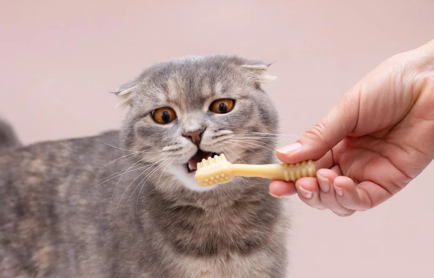 A grey cat chewing a dental treat