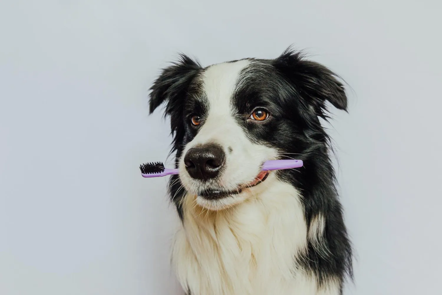 Teeth Cleaning at Cobblestone Veterinary Hospital
