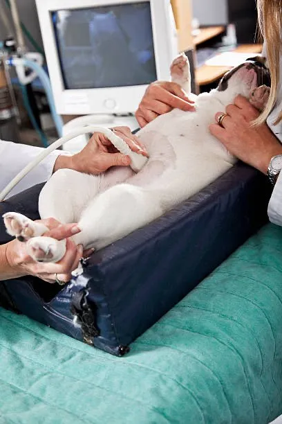 A puppy lying on its back for an ultrasound