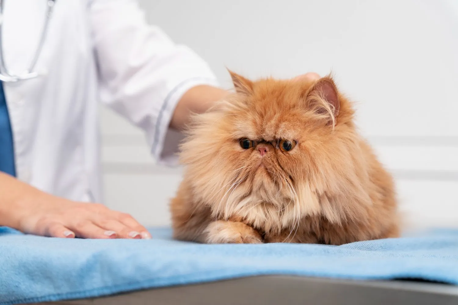 A Persian cat lying on the exam table