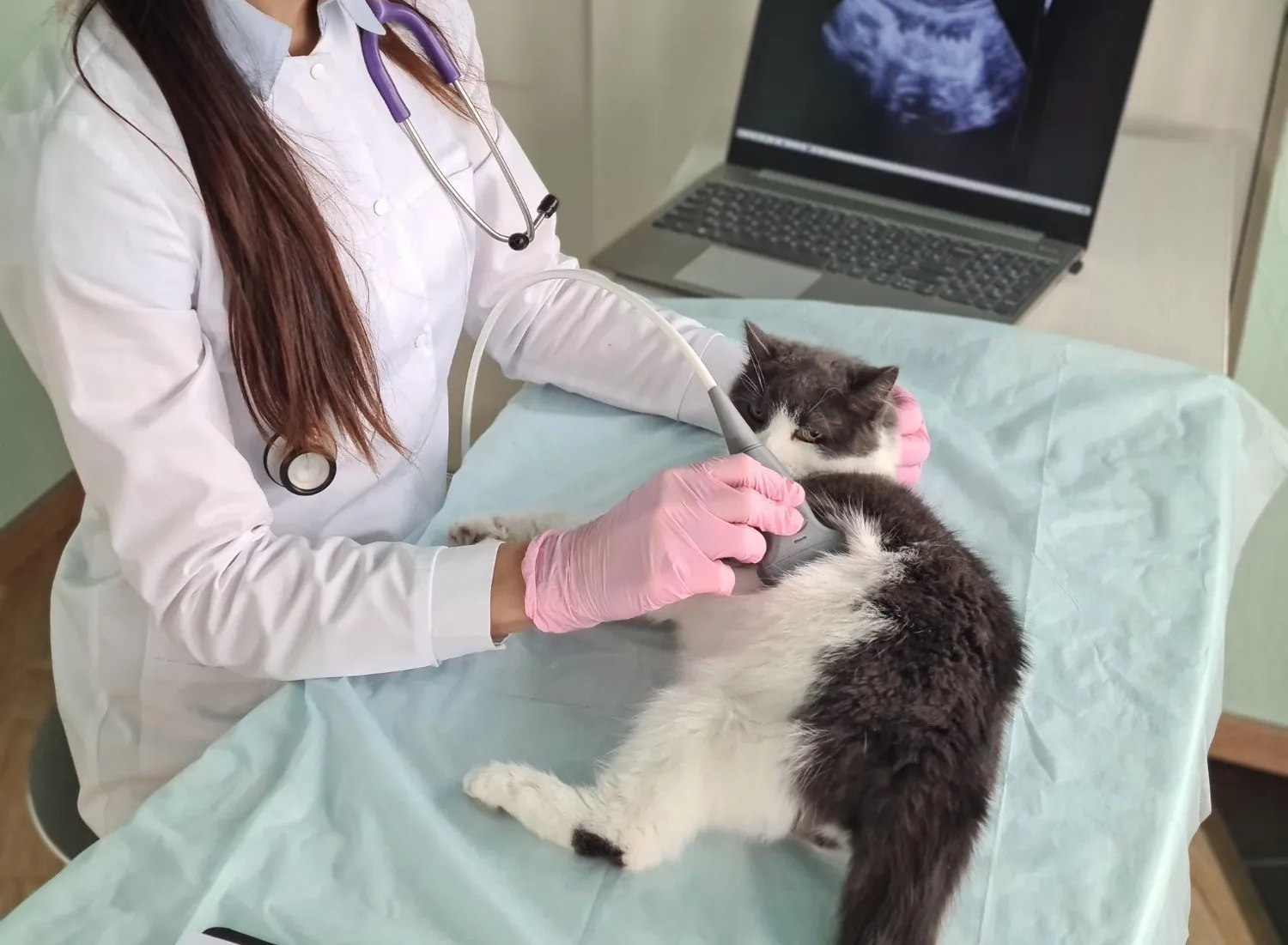 A veterinarian examining a black and white cat