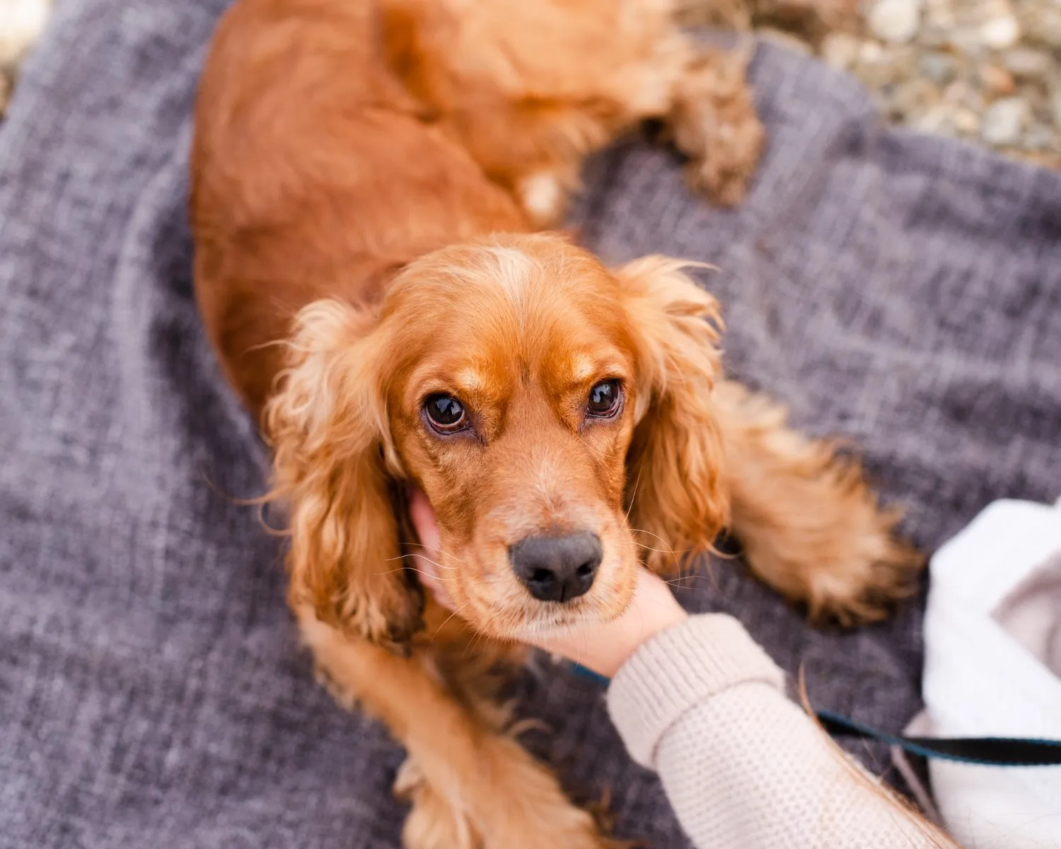 A cocker spaniel lying on a blanket with its owner's hand