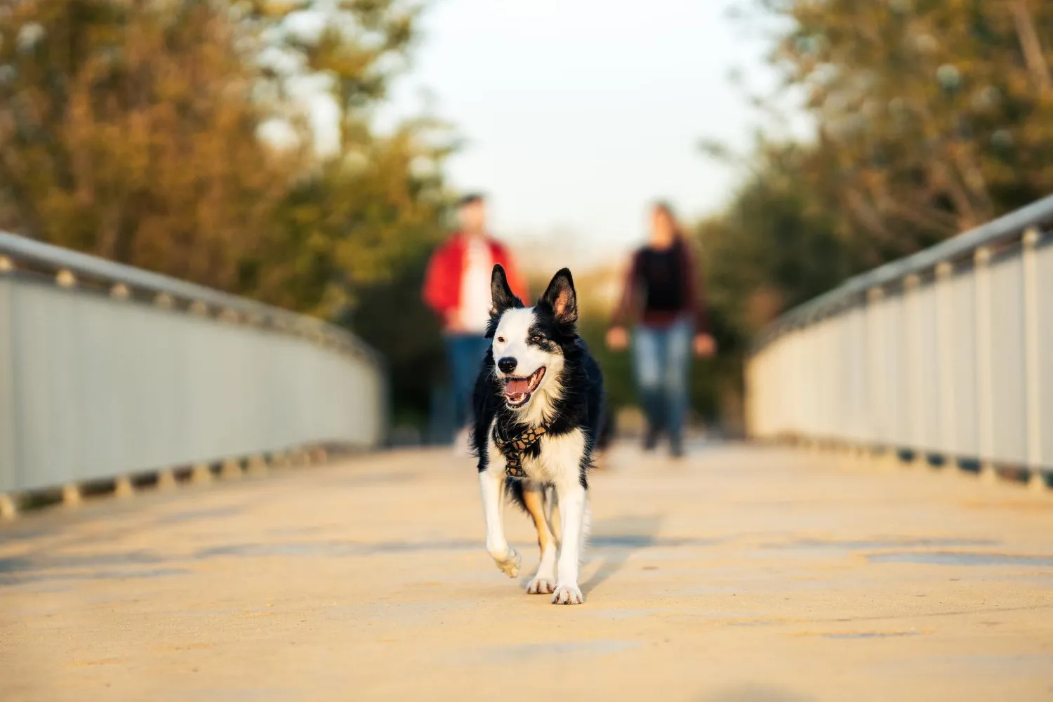 Behavior Guidance at Cobblestone Veterinary Hospital