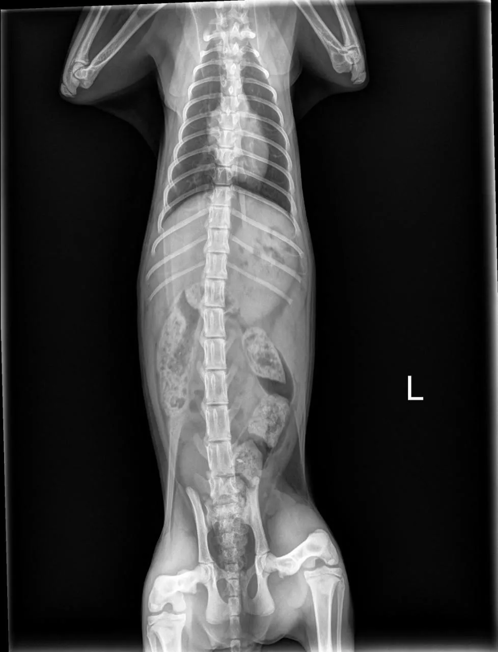 A digital X-ray of a dog's spine and hips