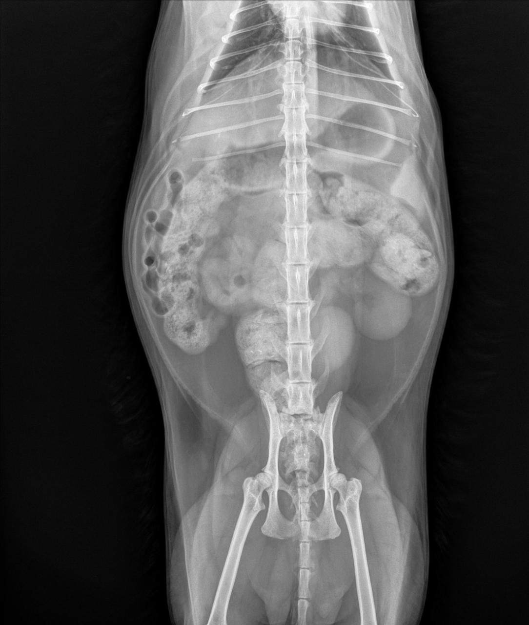 X-ray image 1