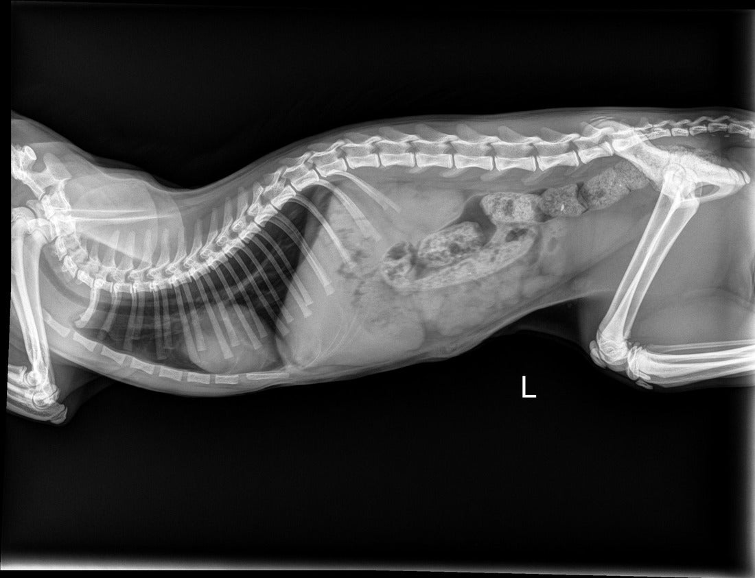 X-ray image 2