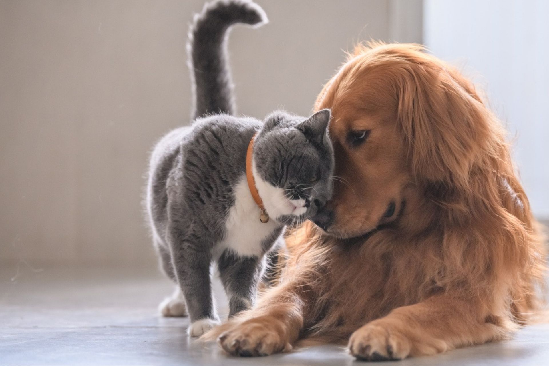Proud To Offer Pet Care Plans at Cobblestone Vet