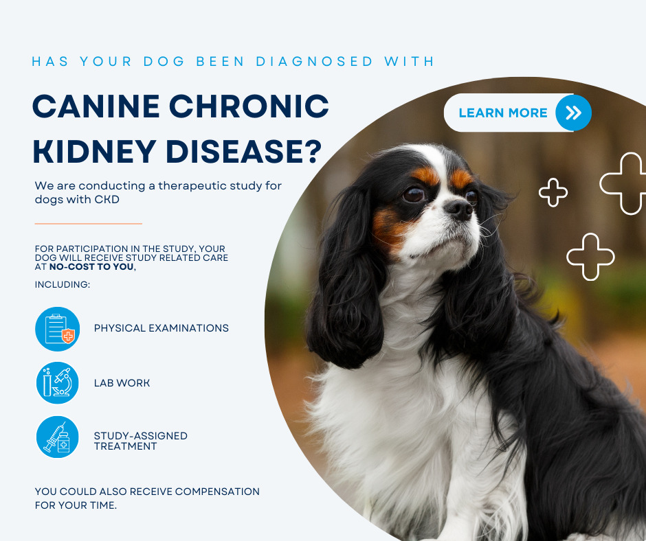 canine chronic kidney disease 