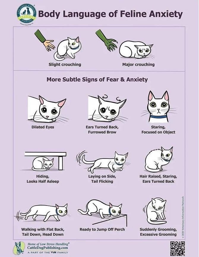 fear in cats 