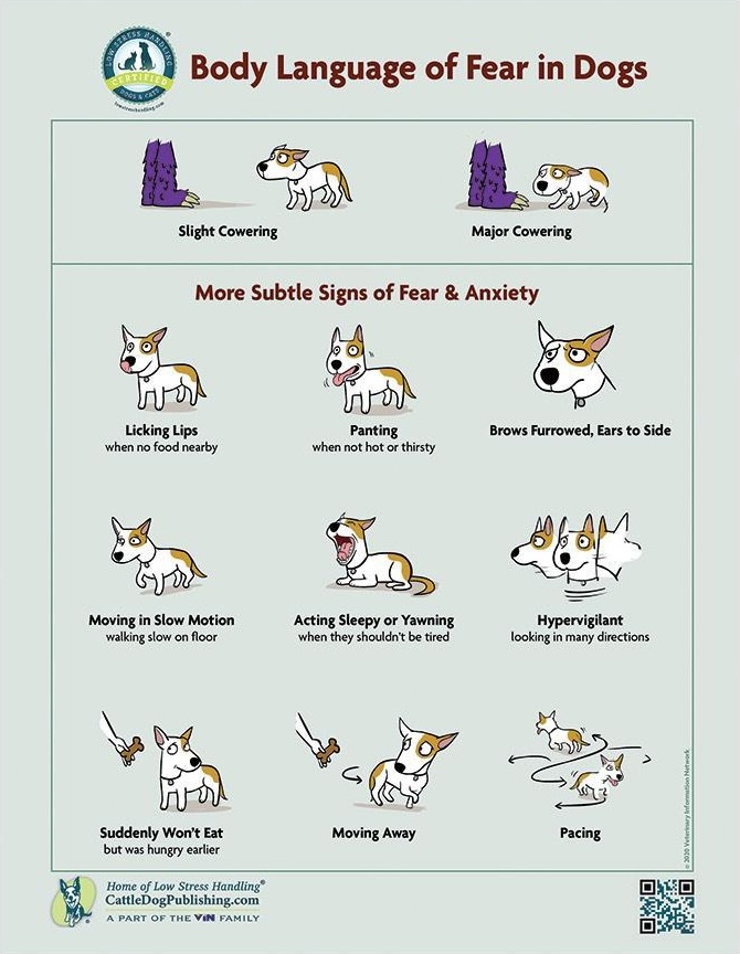 fear in dogs 