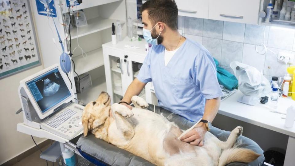 Dog Ultrasounds
